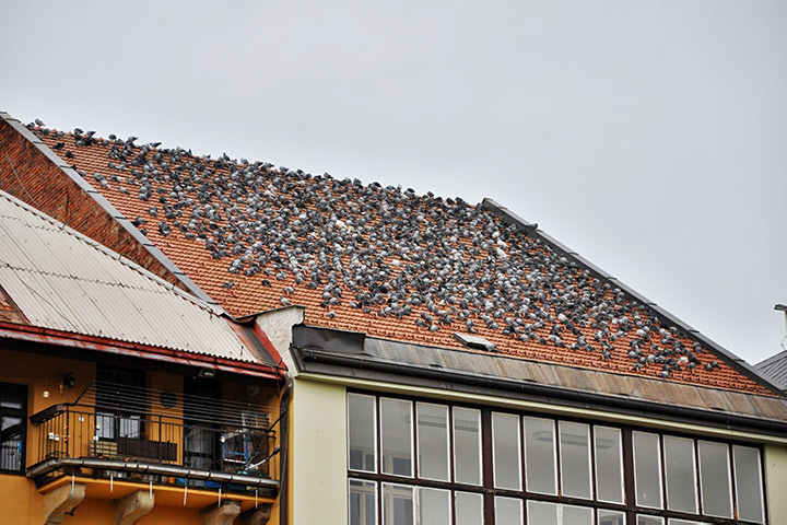 A2B Pest Control are able to install spikes to deter birds from roofs in Hastings. 