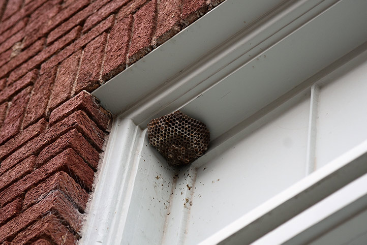 We provide a wasp nest removal service for domestic and commercial properties in Hastings.